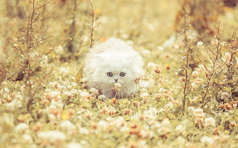 fluffy white cat, cute animals, leaves, cats, white cat, HD wallpaper
