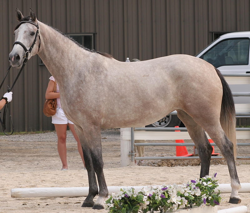rose grey horse