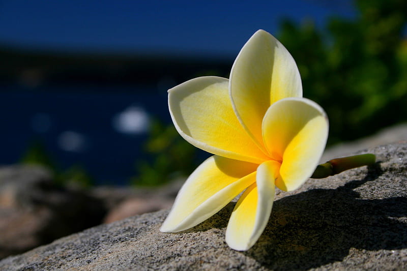 Plumeria by the Beach, rocks, islands, exotic, view, hawaii, ocean, plumeria, sea, beach, sand, paradise, flower, island, tropical, hawaiian, HD wallpaper
