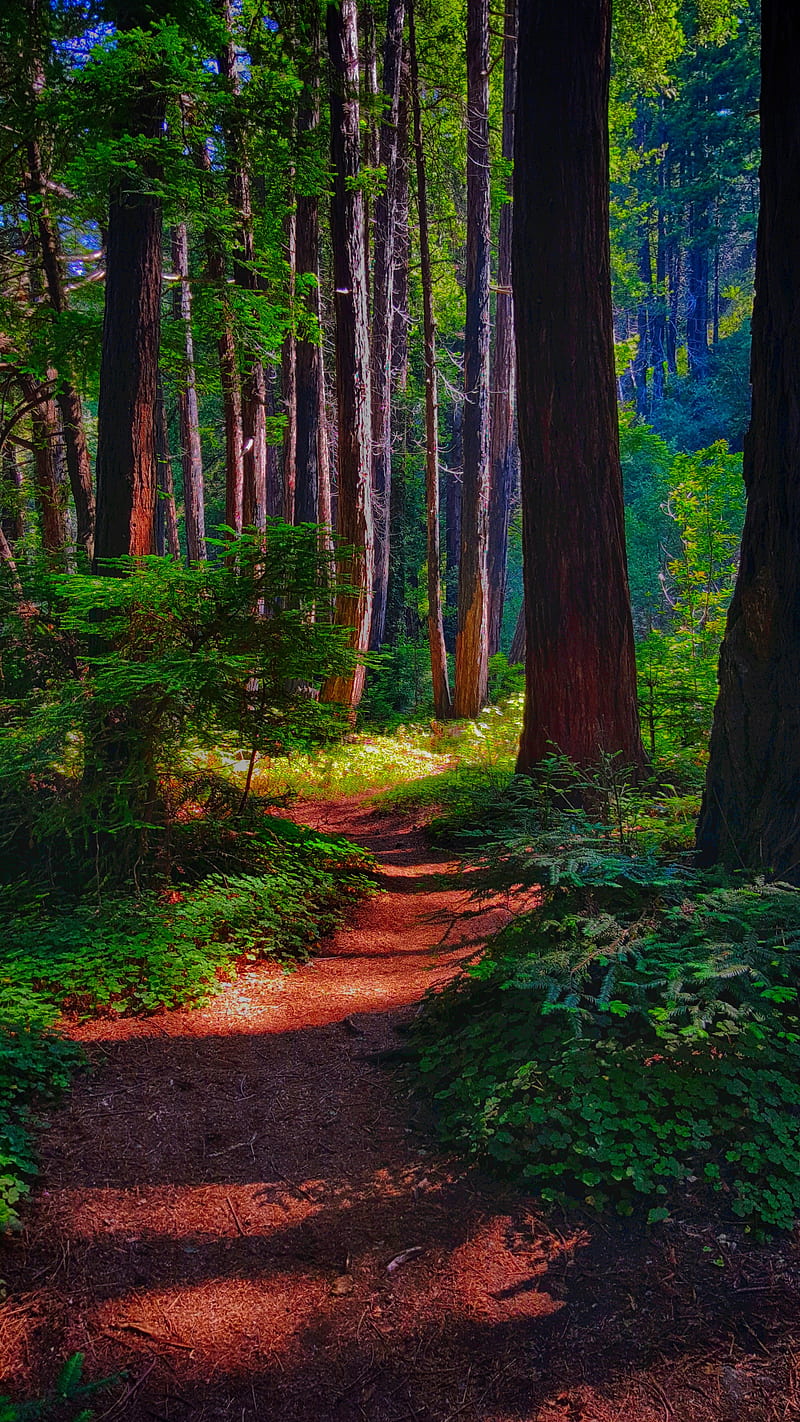 Forest Trail, camping, hiking, magical, nature, HD phone wallpaper