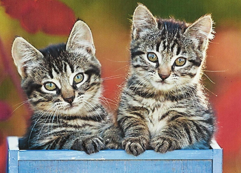 Two kittens in a box, feline, tabby, kittens, box, blue, HD wallpaper