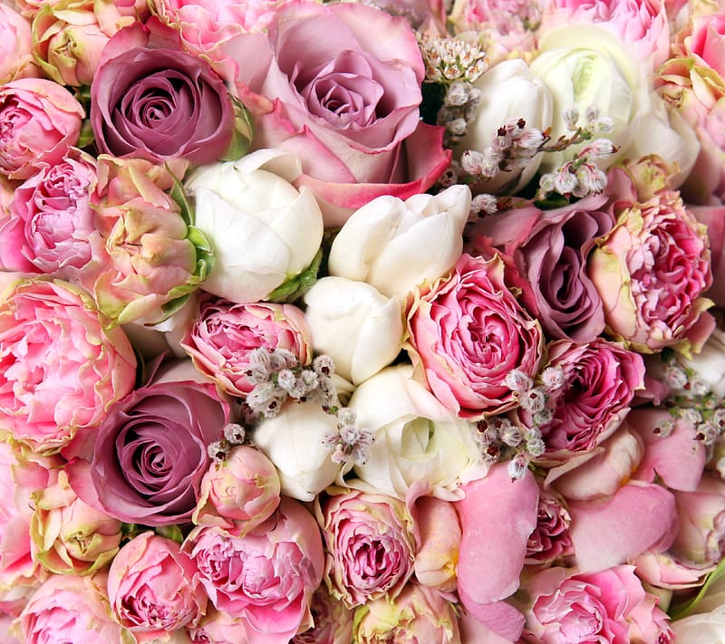 Flowers, Flower, Rose, , White Flower, Pink Flower, Cabbage Rose, HD wallpaper