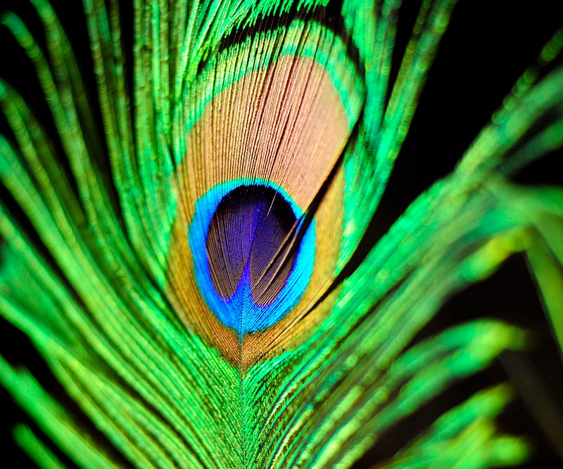 Avikalp Exclusive Awi1493 Beautiful Peacock Feather Full HD Wallpapers –  Avikalp International - 3D Wallpapers