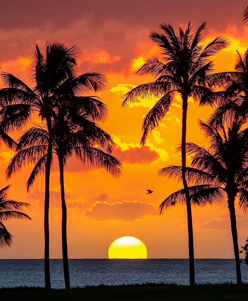 Hawaiian Ocean Palm Tree Beach Landscape Picture Art Print sunset waves reflect 