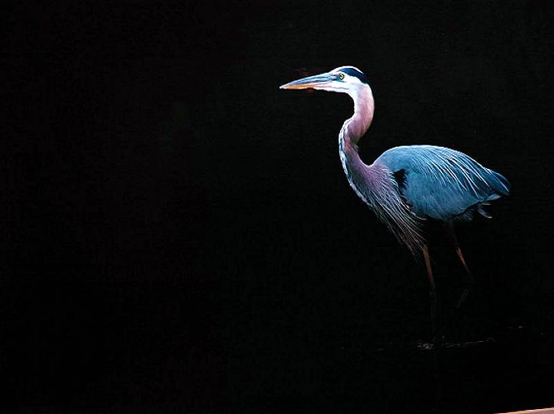 Blue Heron, heron, black background, blue feathers, long neck, blue, HD wallpaper