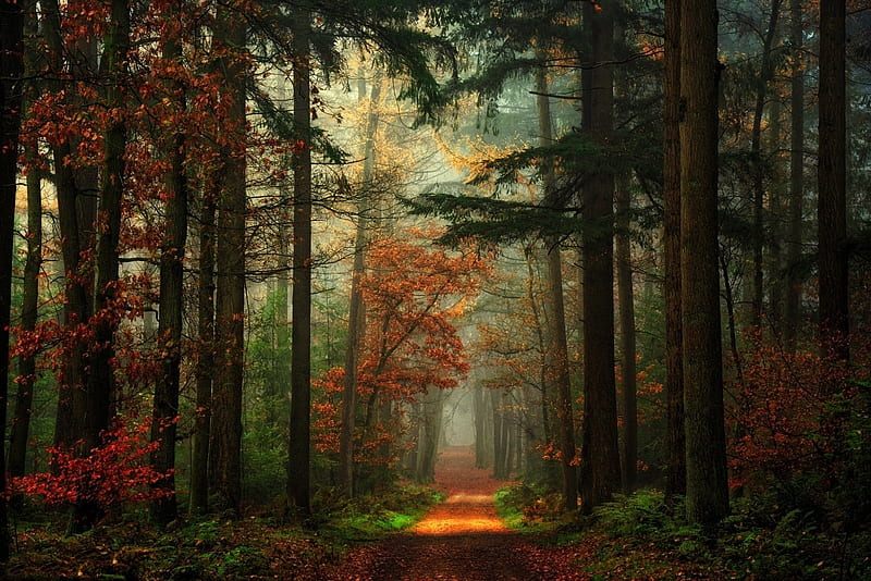 Path in the Mixed Forest, Germany, forest, autumn, path, nature, trees, mist, HD wallpaper