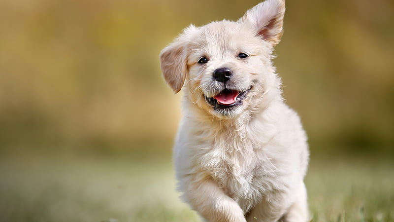 Golden retriever puppy, retriever, grass, golden, running, puppy, happy, HD wallpaper