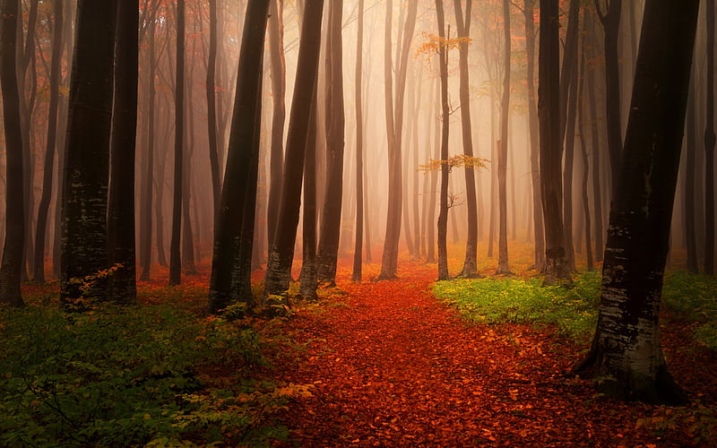 Autumn Starts Forest, autumn, forest, nature, HD wallpaper