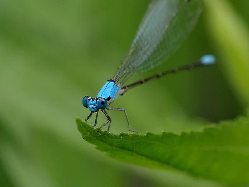 Blue Front Damselfly, bug, insect, damselfly, blue, HD wallpaper