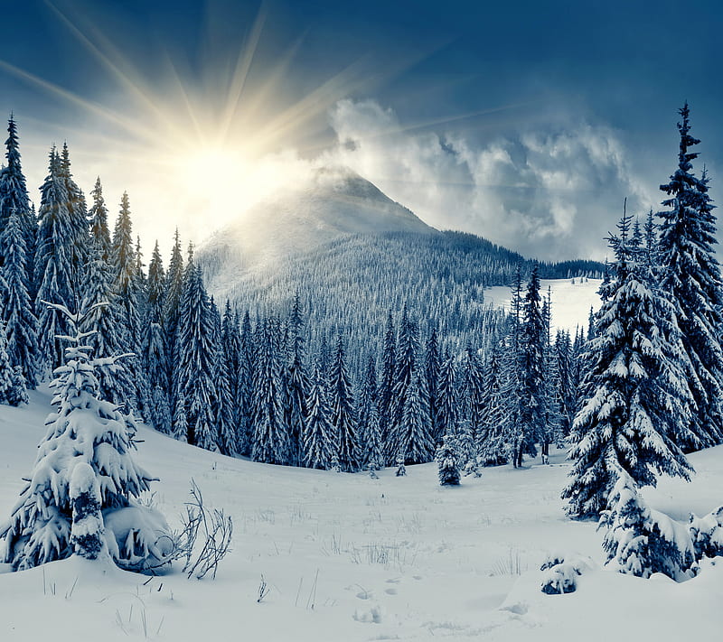 Winter Forest, fir, forest, nature, snow, sunshine, tree, winter, HD ...