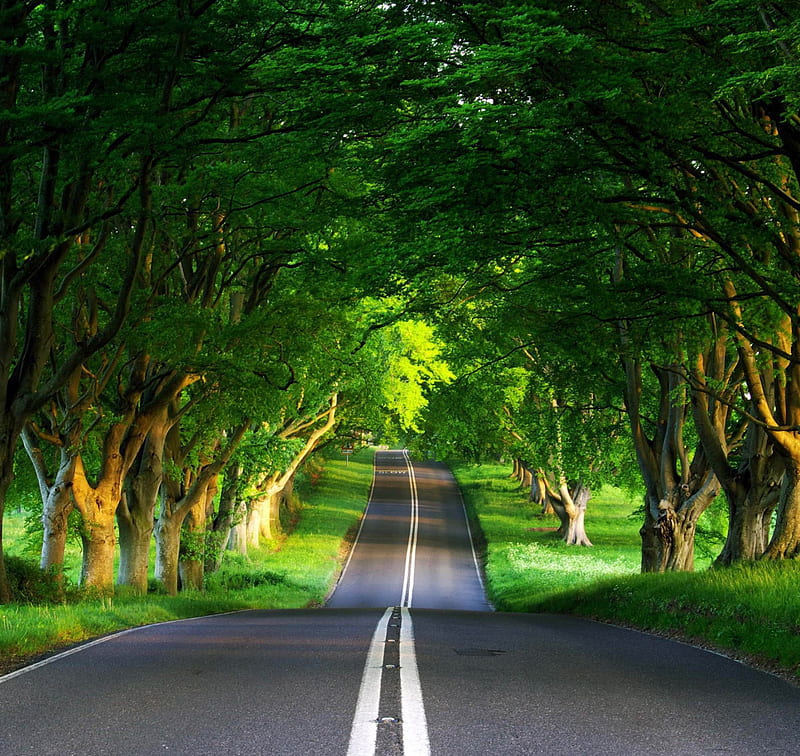Morning Road, morning light, green, grass, grove, bonito, natural arch,  trees, HD wallpaper | Peakpx