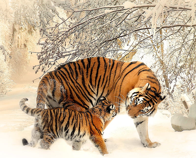 Mom Tiger with Cub, big cats, carnivor, felines, predators, tigers, HD wallpaper