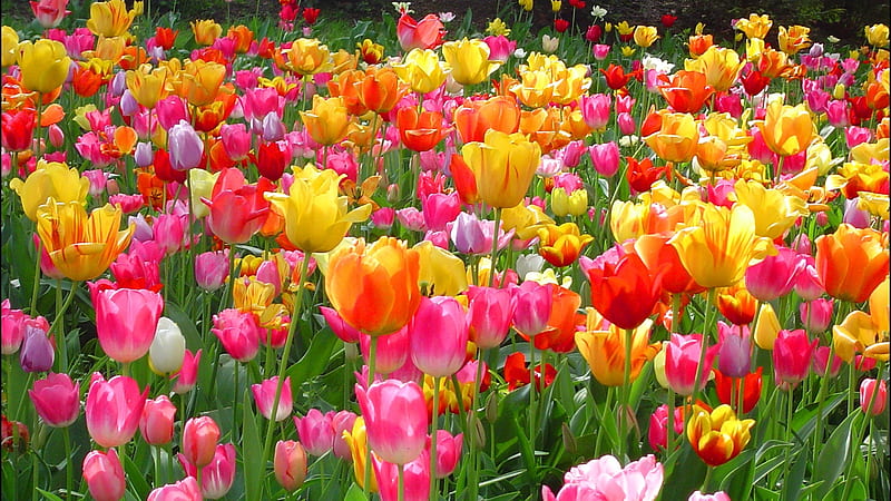 Festa of flowers, tulips, colorful, feista, flowers, bulb, spring, HD wallpaper