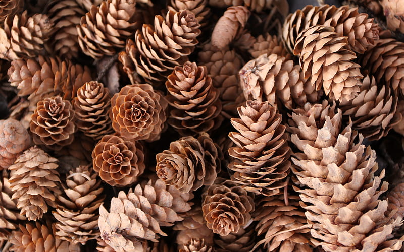 Pine cones, con de brad, pine cone, brown, texture, HD wallpaper