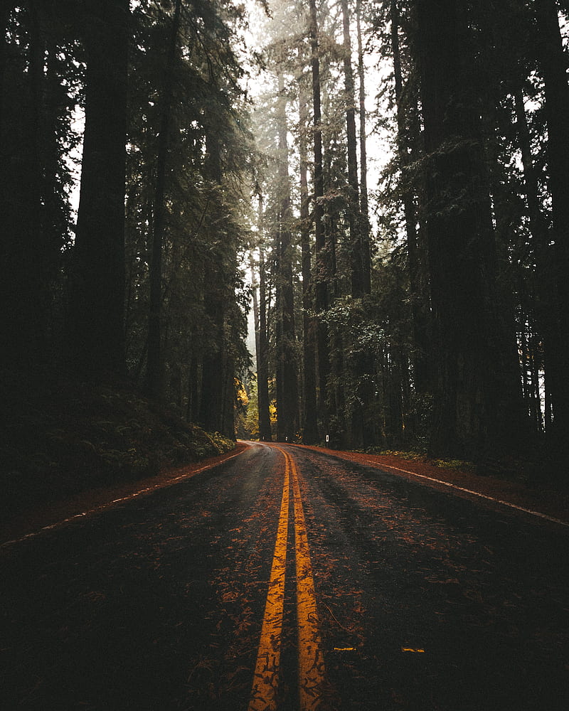 Road, asphalt, forest, trees, nature, HD phone wallpaper | Peakpx