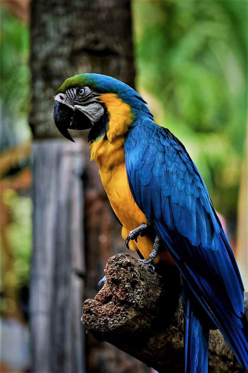 macaw, parrot, bird, color, beak, HD phone wallpaper