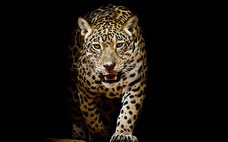 leopard, animals, background, bonito, black, cats, HD wallpaper