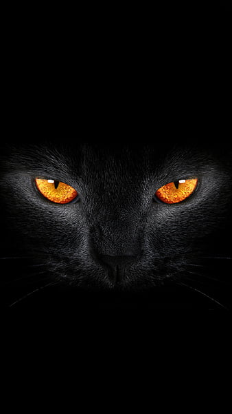 Free download Black Cat Galaxy Wallpapers on 1080x1920 for your Desktop  Mobile  Tablet  Explore 29 Cool Black Cat Wallpapers  Wallpaper Black  Cat Black Cat Background Black Cat Wallpaper