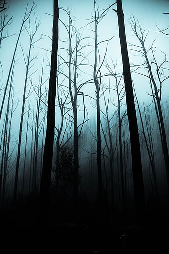 Dark - forest Wallpaper | Forest pictures, Forest photos, Dark forest