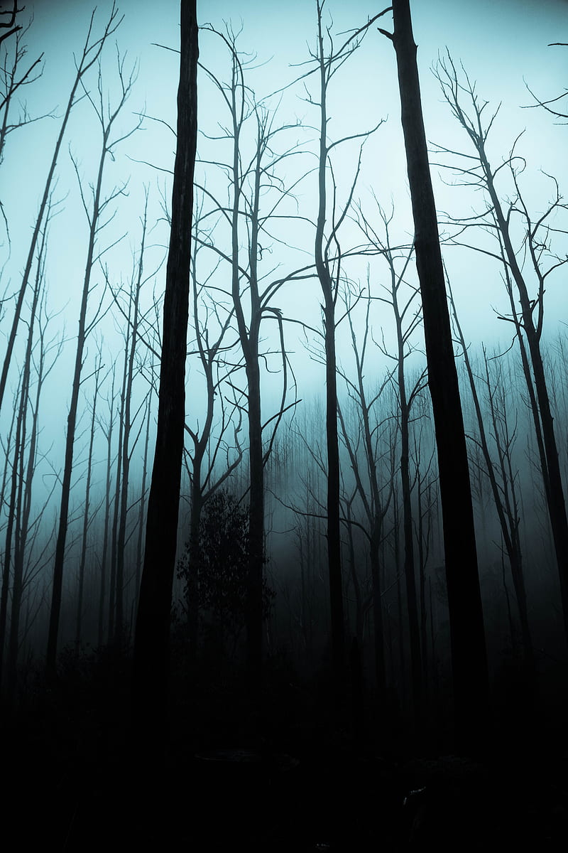 Scary Forest Trees, wood, tree, halloween, woods, dark, night, HD phone  wallpaper | Peakpx
