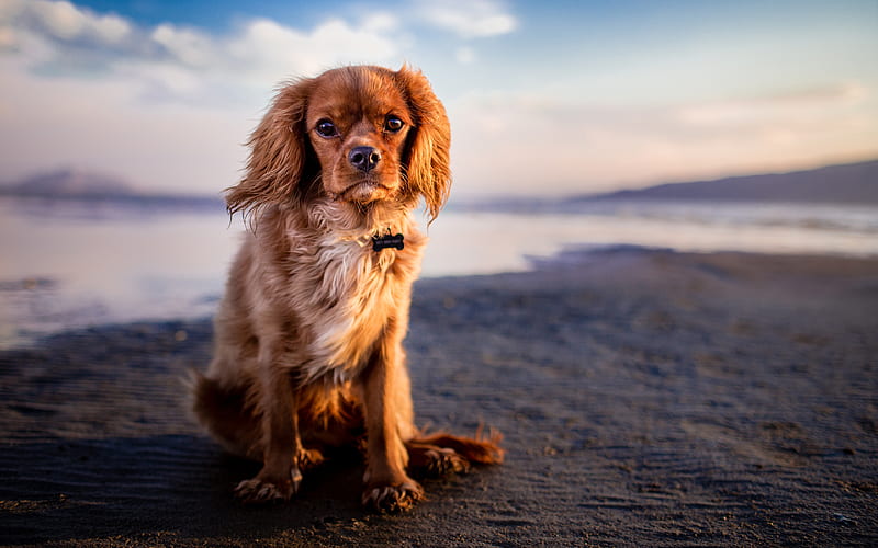 Cavalier King Charles Spaniel coast, pets, dogs, puppy, cute animals, Cavalier King Charles Spaniel Dog, HD wallpaper