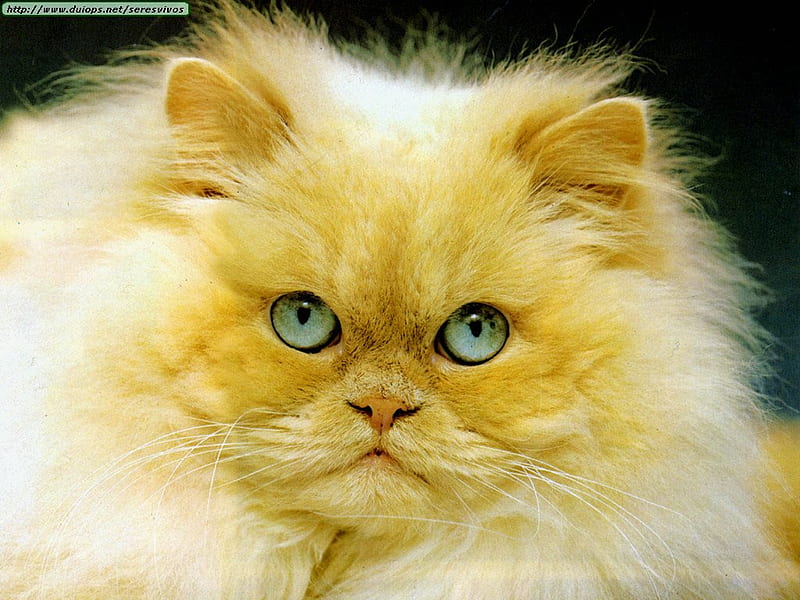 Gato guapo, cute, pet, cat, kitten, HD wallpaper