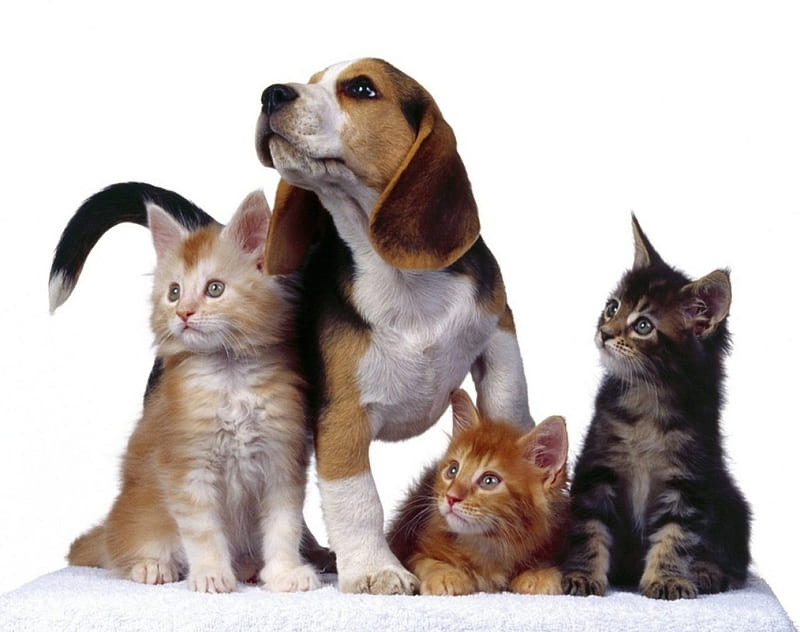 HaPPy FaMiLy, kittens, basset hound, HD wallpaper