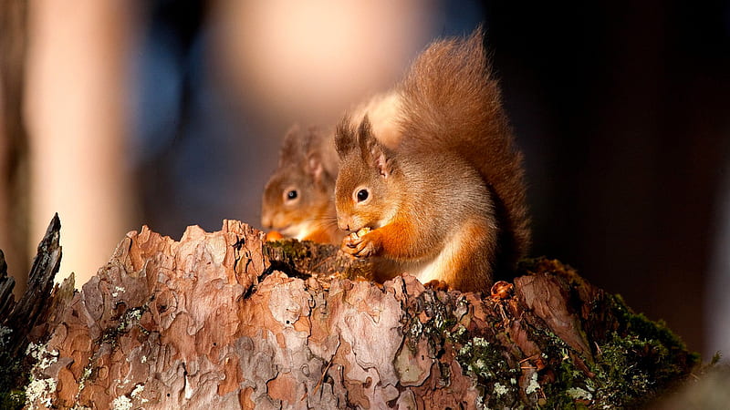 Red Squirrels, red, feeding, hazelnuts, squirrels, HD wallpaper