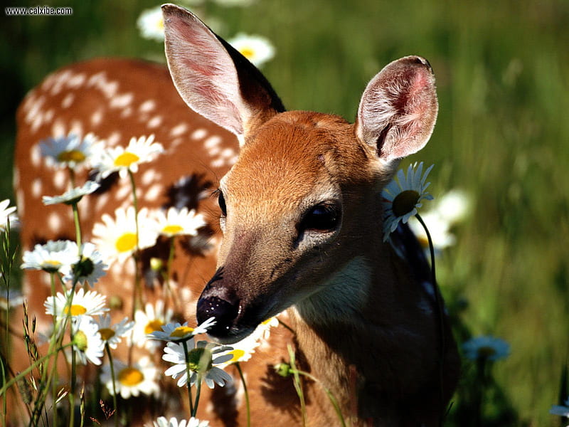 Petal Pusher White Tailed Deer, spotted, young, doe, flowers, field, deer, HD wallpaper