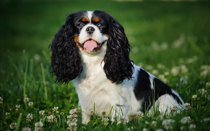 Cavalier King Charles Spaniel lawn, pets, dogs, cute animals, Cavalier King Charles Spaniel Dog, HD wallpaper