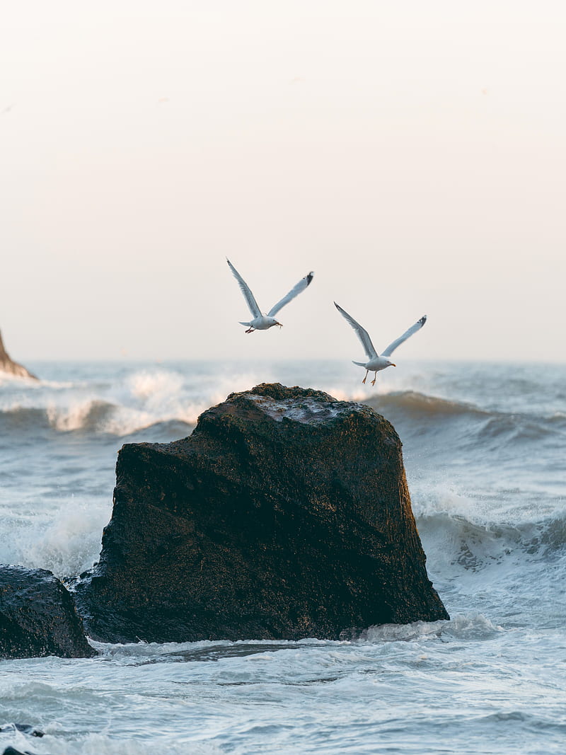 seagulls, birds, rocks, sea, waves, spray, HD phone wallpaper