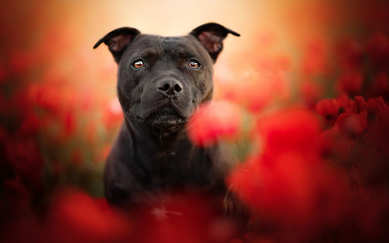 american pit bull terrier, black pit bull, small black puppy, red wildflowers, dog breeds, HD wallpaper