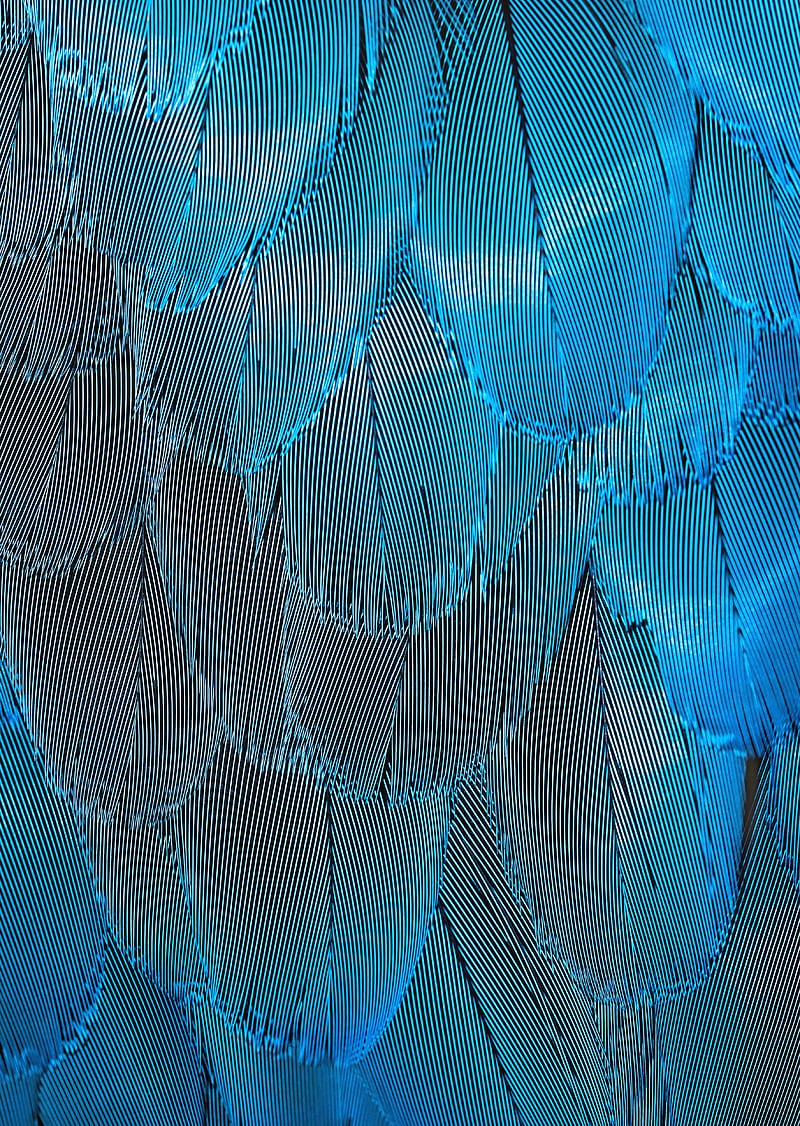 feathers, blue, iridescent, macro, texture, HD phone wallpaper