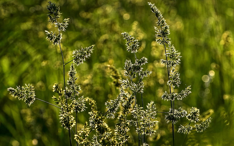 Bentgrass, plants, macro, green, HD wallpaper | Peakpx