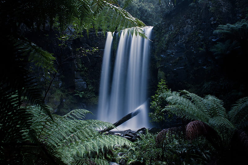 waterfall, fern, branches, landscape, HD wallpaper