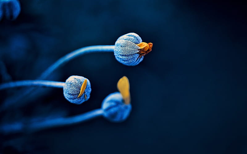 blue plants-Flowers, HD wallpaper
