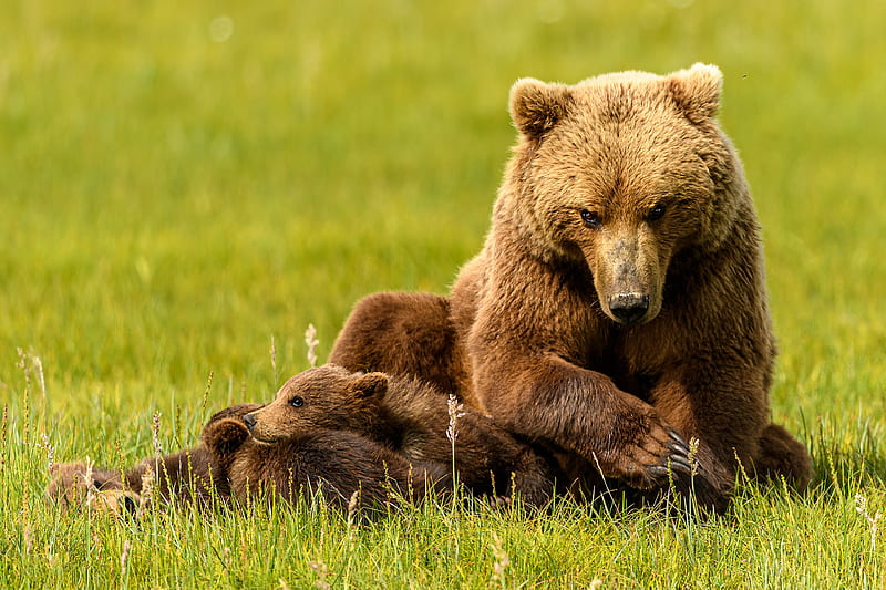 Bears, Bear, Baby Animal, Cub, Wildlife, predator (Animal), HD wallpaper