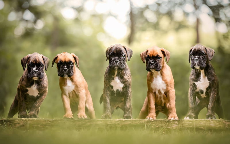 Boxer dog, German Boxer, small puppies, cute little dogs, pets, German breeds of dogs, Deutscher Boxer, HD wallpaper