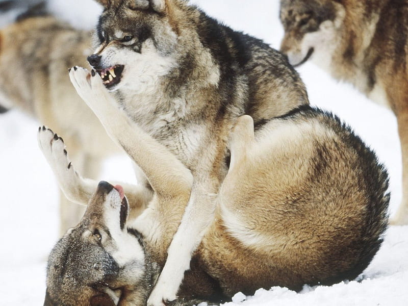 Angry Wolves, snow, wolves, dominate, winter, angry, HD wallpaper