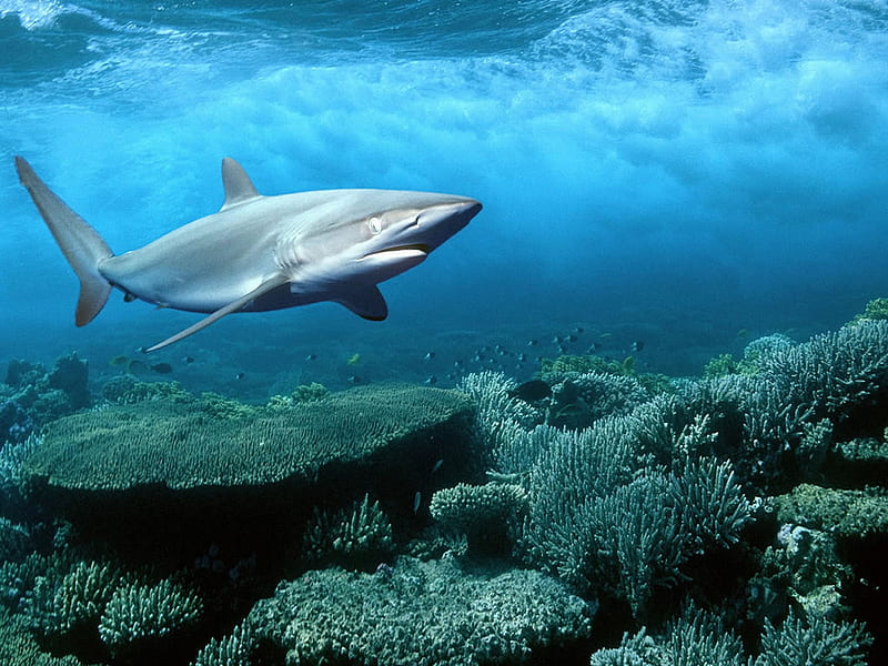 Cool Shark, underwater, shark, cool, water, ocean, animals, sea, HD  wallpaper | Peakpx