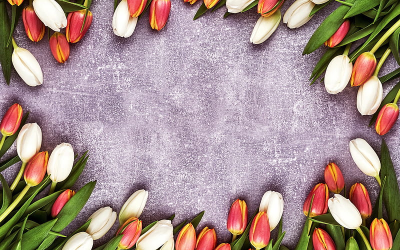 tulips frame, purple background, flower frame, tulips, spring flowers, pink tulips, HD wallpaper