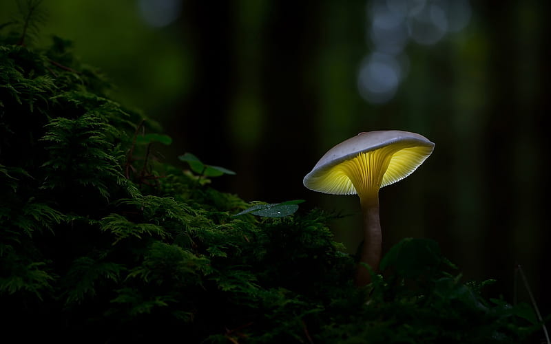 Macro Mushroom, HD wallpaper