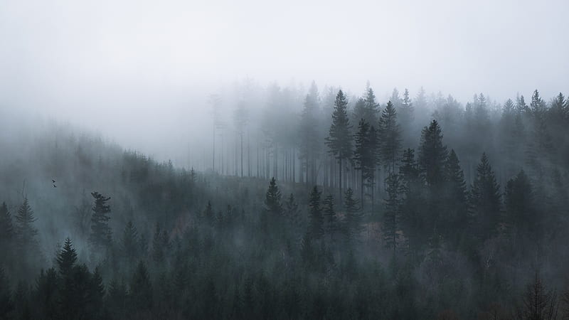 Black and White graphy of Trees on a Foggy Day, HD wallpaper