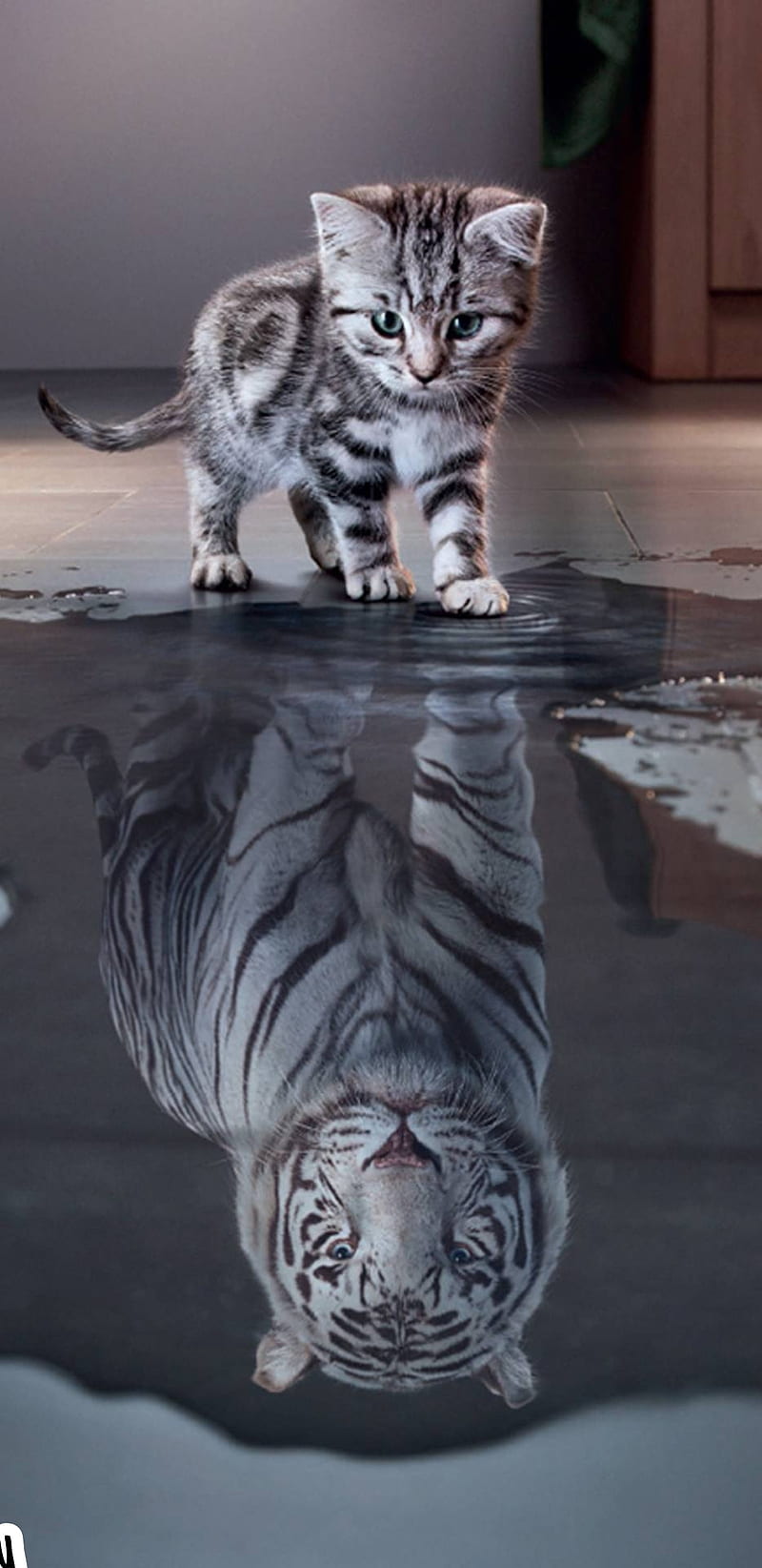 Kitten, tiger, cat, kittens, cats, night, dream, together, good, big, HD phone wallpaper