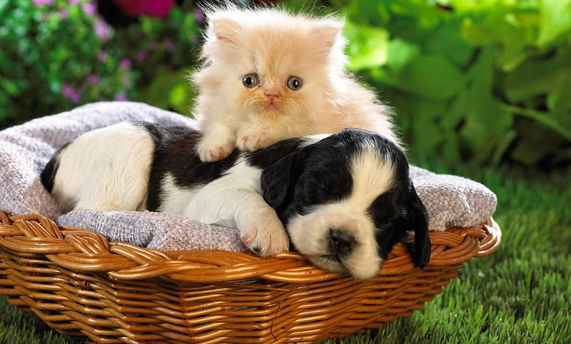 Two friends, lovely, sleep, together, pupy, adorable, blanket, cat, small, cute, two, basket, kitten, friends, animals, dog, HD wallpaper