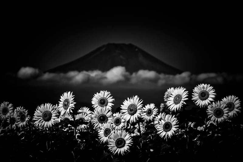 black and white sunflower photography wallpaper