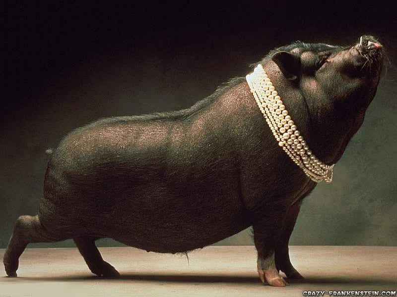 Pig Black, HD wallpaper