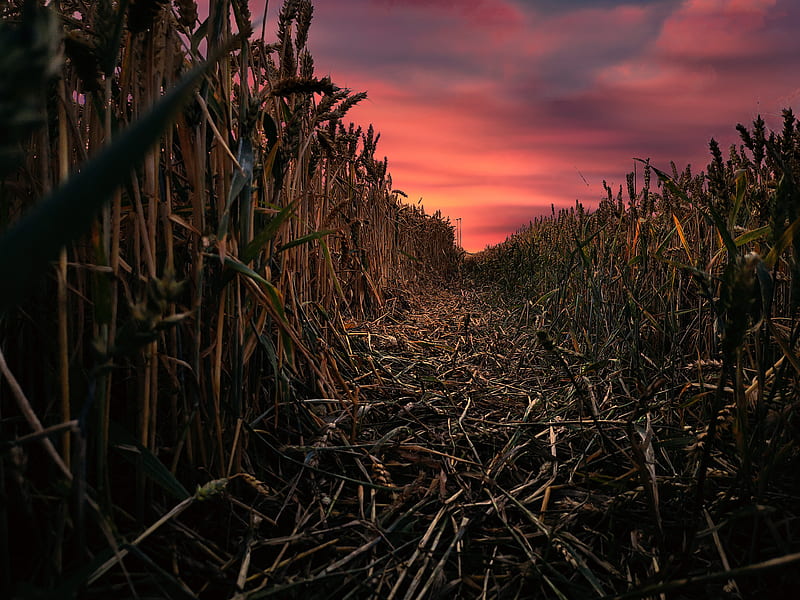 Corn field, colorful, landscape, romantic, sunsets, vintage, wheat, HD wallpaper