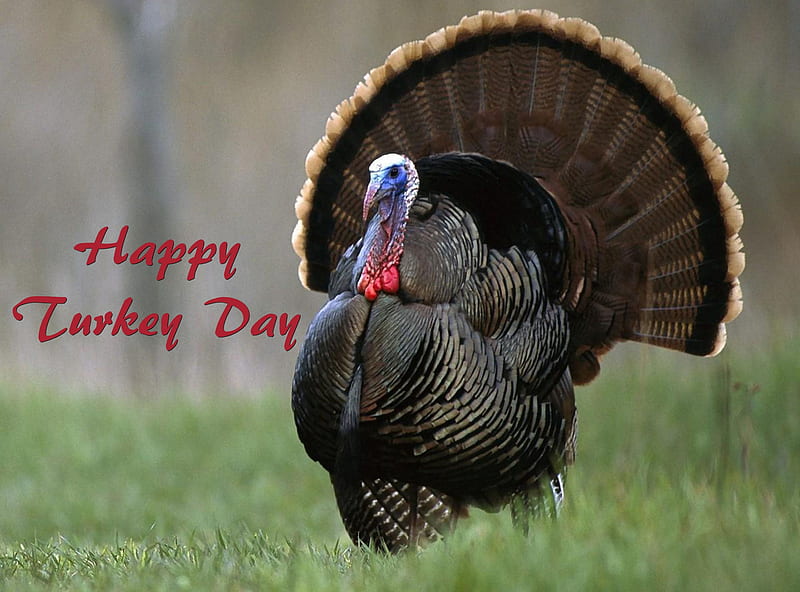 Happy Turkey Day, holiday, bonito, animal, graphy, Thanksgiving, bird, turkey, avian, wide screen, wildlife, occasion, HD wallpaper