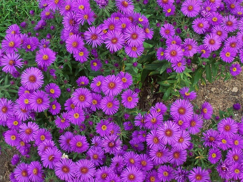 Purple Asters, purple, flowers, garden, nature, asters, HD wallpaper
